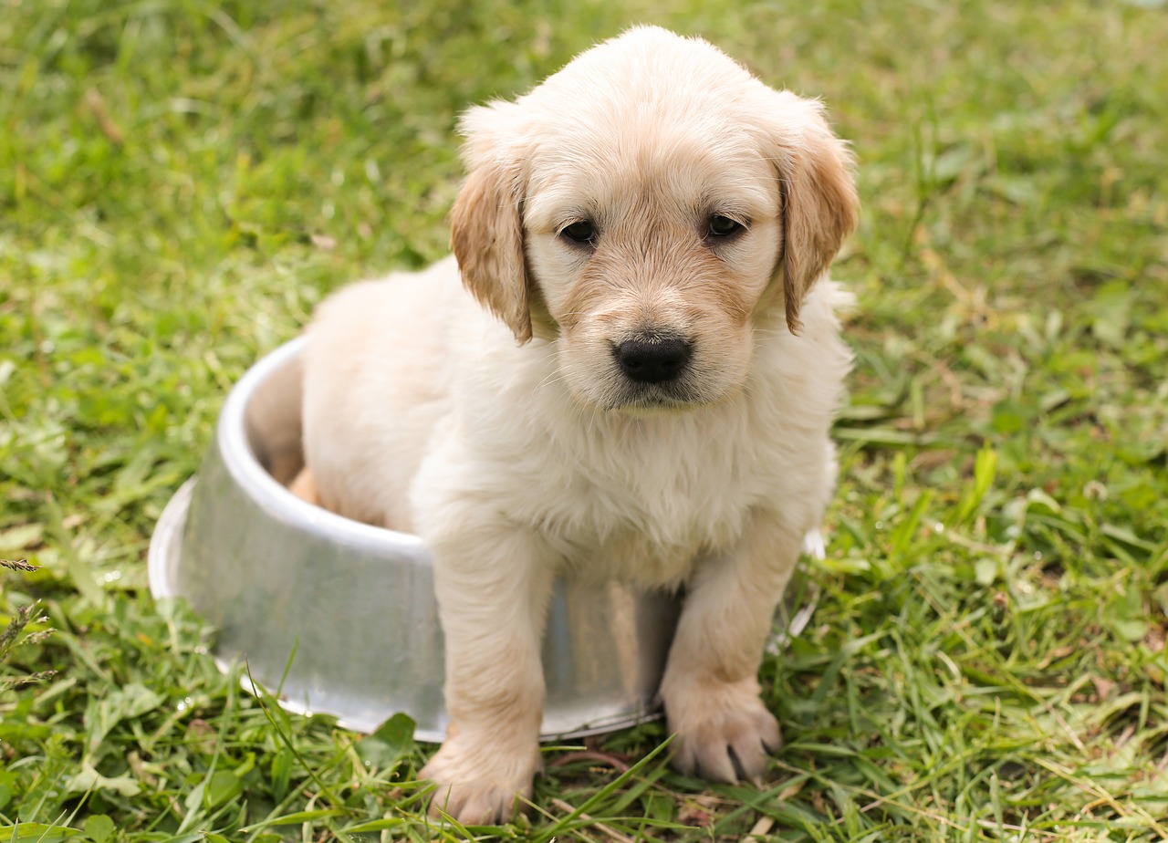 Cão filhote na tigela de ração