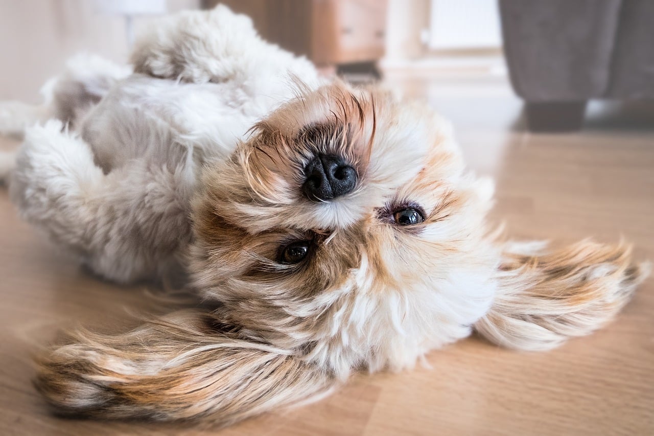 Cão raça Shih Tzu