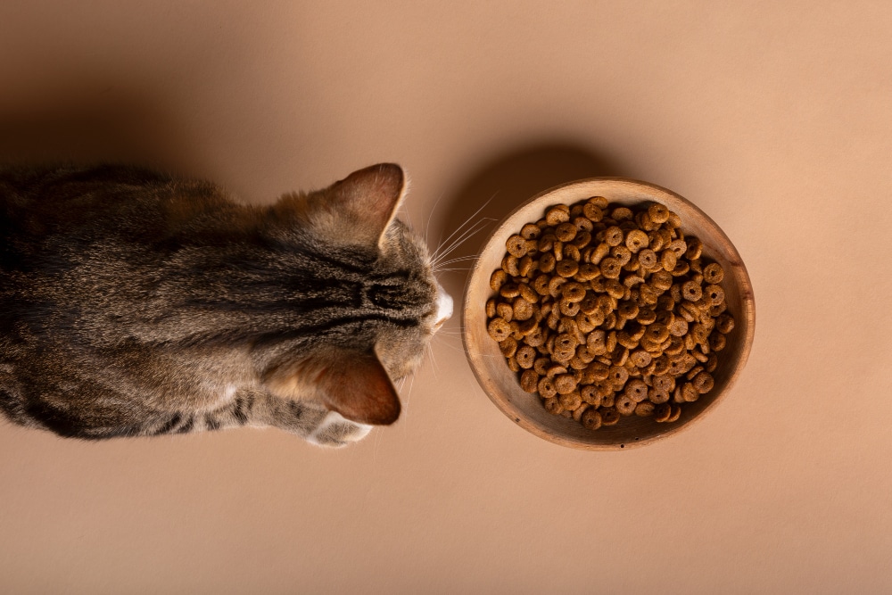 Gato se alimentando com ração