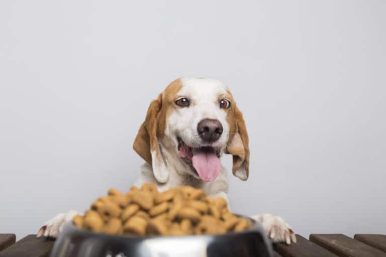 Cachorro em frente a pote de ração