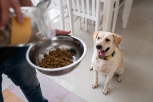 Tutor dando ração a cão labrador