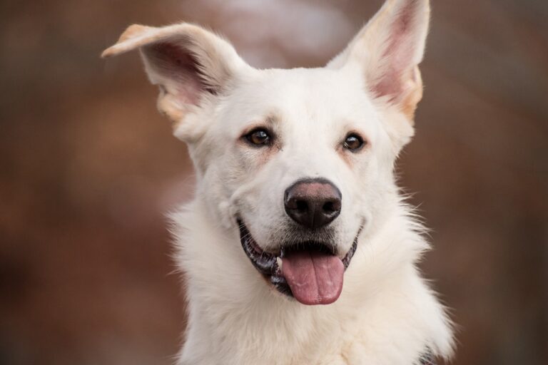 Cão raça Schafer feliz